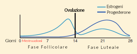 estrogeni progesterone durante il ciclo mestruale