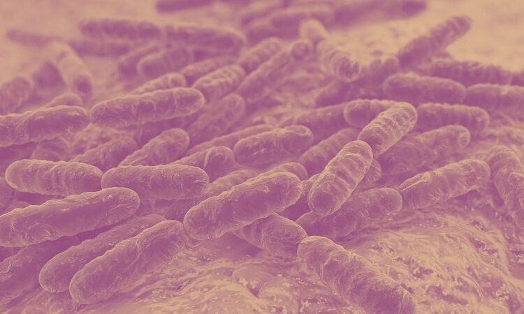 lactobacillus rhamnosus candida