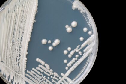 candida biofilm